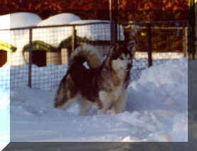 Doris in the snow