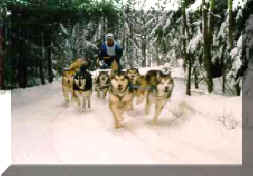 Jari & dogs out for a ride