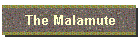The Malamute