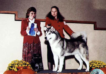 Wayne - 1st plce 12-18 month dogs AMCA National Specialty 2001