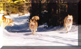 Samljankan reds in the snow