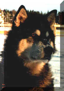 Woolaf head shot