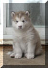 Beau 5 weeks
