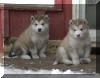 Juneau & Beau - 5 weeks