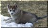 Canook 7 weeks