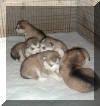 2 and a half weeks