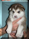 Canook 3 weeks