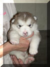 Beau 3 weeks