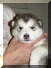 Bella 3 weeks