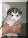 Cupid 3 weeks
