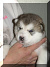 Juneau 3 weeks