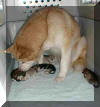 Siru & pups 24 hours