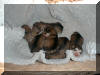 Puppies a few hours old