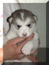 Valentine 3 weeks