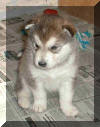 Aurora 4 weeks