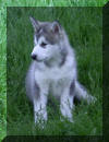 Percy at 8 weeks