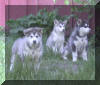 The three boys!