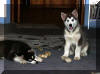 Blackie and Percy