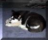 Blackie