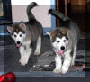 Percy and Muffin