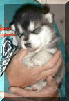 Saxon 3 weeks