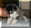 Saxon 4 weeks