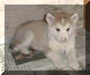 Storm 5 weeks