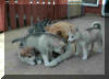 Siru & puppies 6 weeks