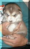 Star 3 weeks